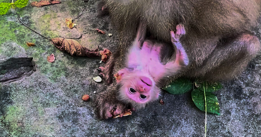 The Forest Becomes a Classroom: Meta Monkey’s Day of Discovery