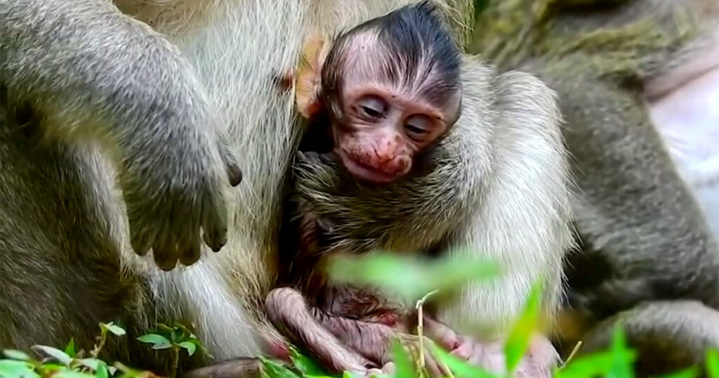 She Wouldn't Put Him Down — A Mother's Vigil in the Angkor Forest