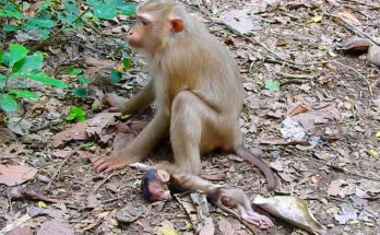 Cherry Monkey sitting on a tree branch in the Angkor Wat forest while watching her newborn nearby.