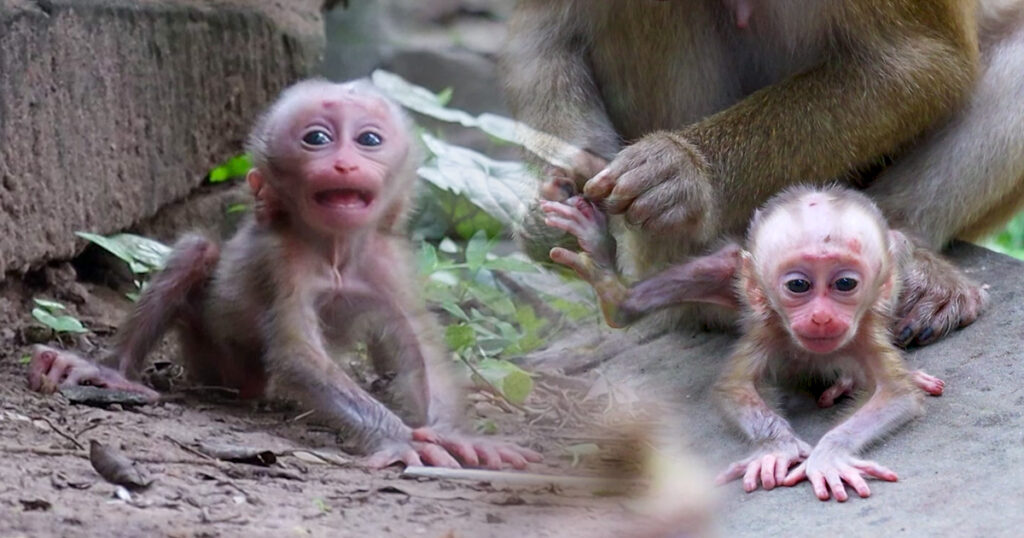 Baby Monkey Alfie Finds His Courage While Mom Amanda Welcomes Visitors to the Forest Family