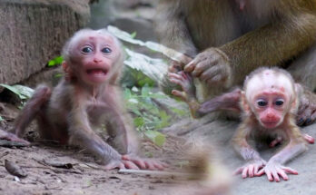Baby monkey Alfie sits near his mother Amanda while observing other monkeys in the Angkor Wat forest during a calm morning gathering.
