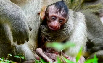 A mother long-tailed macaque cradles her motionless newborn in the ancient forest of Angkor Wat, Cambodia.