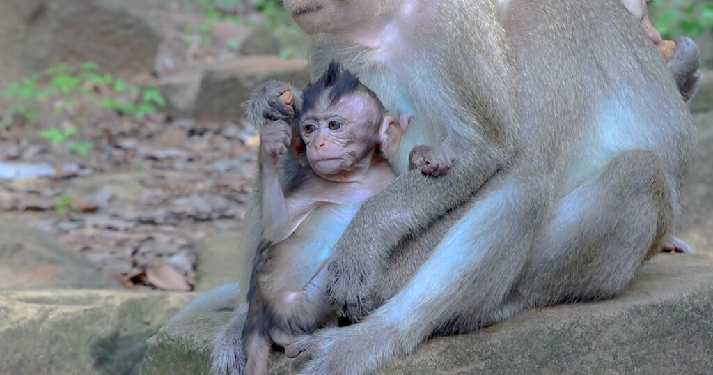 Eleanor's Morning Routine Brings Smiles to Everyone in the Angkor Forest