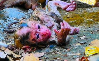 An older monkey mother gently holds her newborn baby while resting beneath the trees of the Angkor Wat forest.