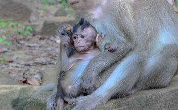 Baby monkey Eleanor exploring the forest floor beneath ancient trees in the Angkor Wat forest during a peaceful morning.
