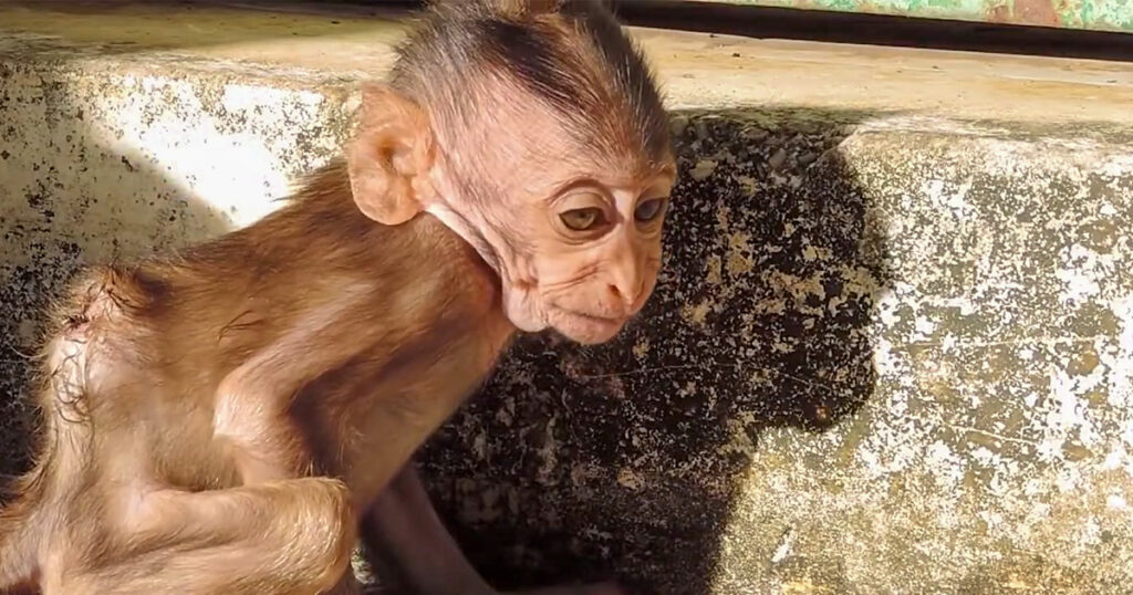 He Couldn't Climb. He Just Sat There and Cried for Her.