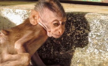A young macaque with a back injury rests against his mother in the Angkor Wat forest, Cambodia.