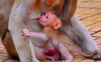 Five-day-old baby monkey Alfie sitting among fallen leaves in the Angkor Wat forest after exploring near tree roots.