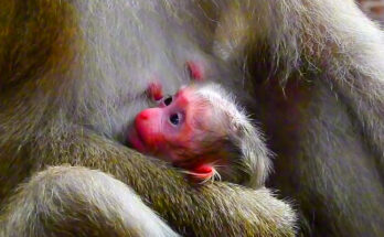 A long-tailed macaque mother holds her newborn infant close on a mossy branch inside the Angkor Wat forest, Cambodia, in soft morning light.