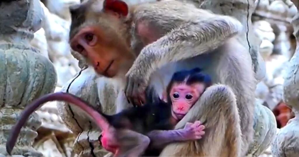 A First-Time Mother's Lesson Beneath the Angkor Trees