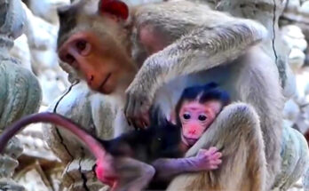 A young monkey mother in the Angkor Wat forest carefully holding her newborn baby while resting beneath the trees.
