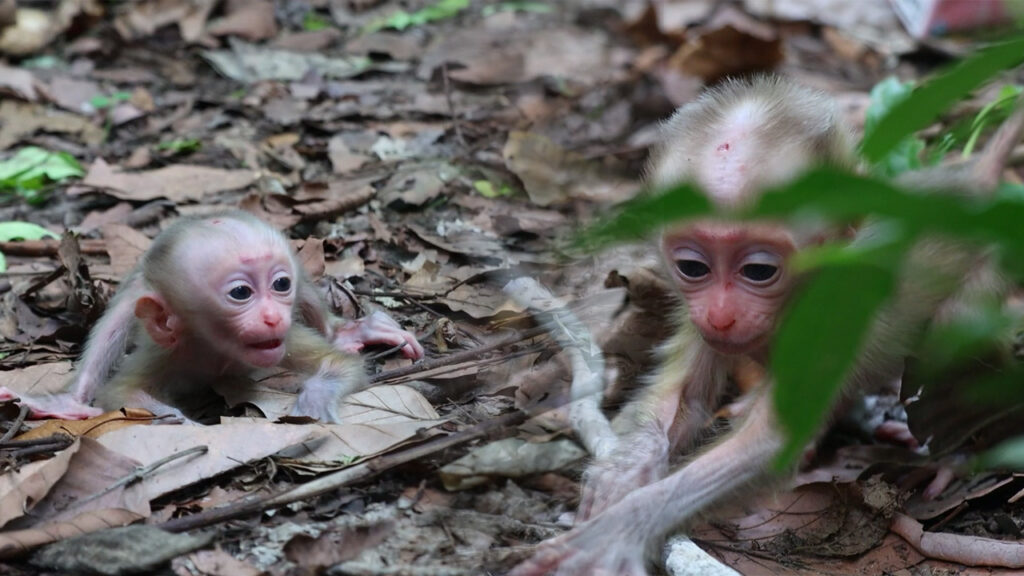 Alfie's Biggest Adventure Yet: The Tiny Monkey Who Finally Found His Confidence