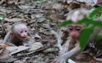 Baby monkey Alfie carefully exploring a tree branch in the Angkor Wat forest while his attentive mother watches nearby.