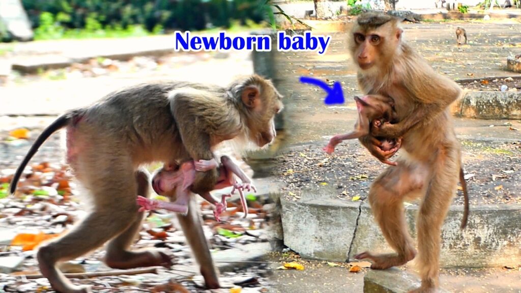 First-Time Monkey Mom Pauses in Confusion as Her Tiny Newborn Arrives in the Angkor Forest