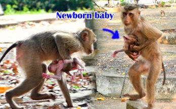 First-time monkey mother gently holding her newborn baby beneath the trees of the Angkor Wat forest.