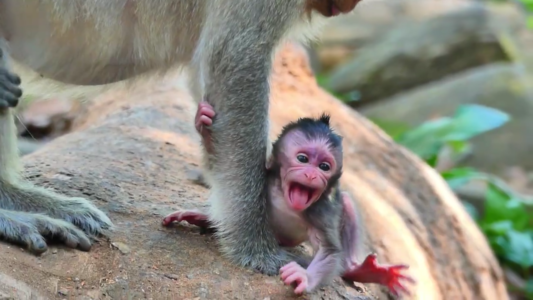 A newborn monkey named Bessie experiences her first quiet morning beneath the temple trees of Angkor, where life begins gently in the forest canopy. Newborn baby monkey Bessie resting quietly near tree roots in the Angkor forest during an early morning moment.