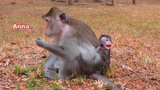 Every morning near Angkor Wat, a young woman named Amina sits silently in the forest. No one knows why she returns day after day—but those who notice her say the moment feels strangely peaceful. Woman sitting quietly on a fallen tree in the forest near Angkor Wat temple at sunrise.
