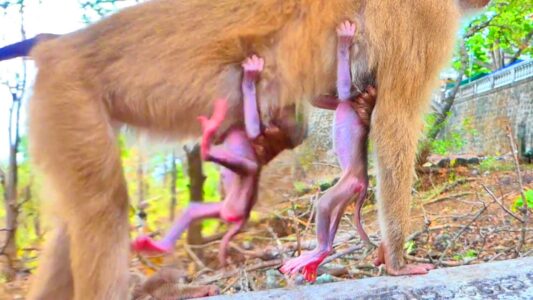 Morning patience in the Angkor forest as a young monkey practices his first steady steps. Young monkey with soft legs carefully learning to walk on the forest floor near Angkor Wat.