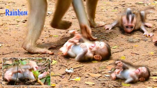 A quiet morning in the Angkor forest as young Rainbow watches the troop and slowly learns his place among them. Tiny monkey Rainbow sitting quietly on a branch near his troop in the Angkor forest.